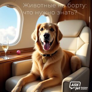 перелет с животным на частном самолете
